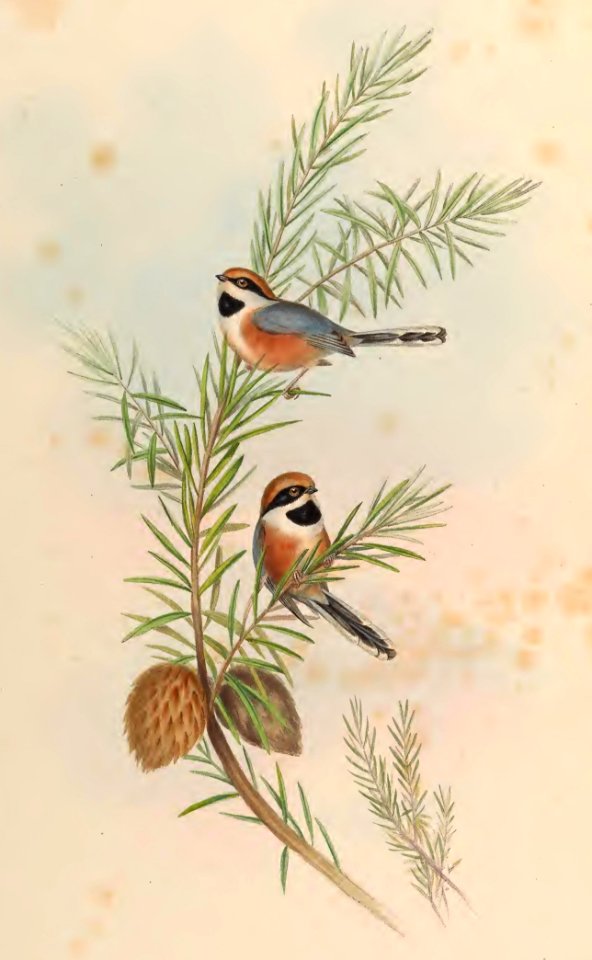 2 65 Elegant Tit