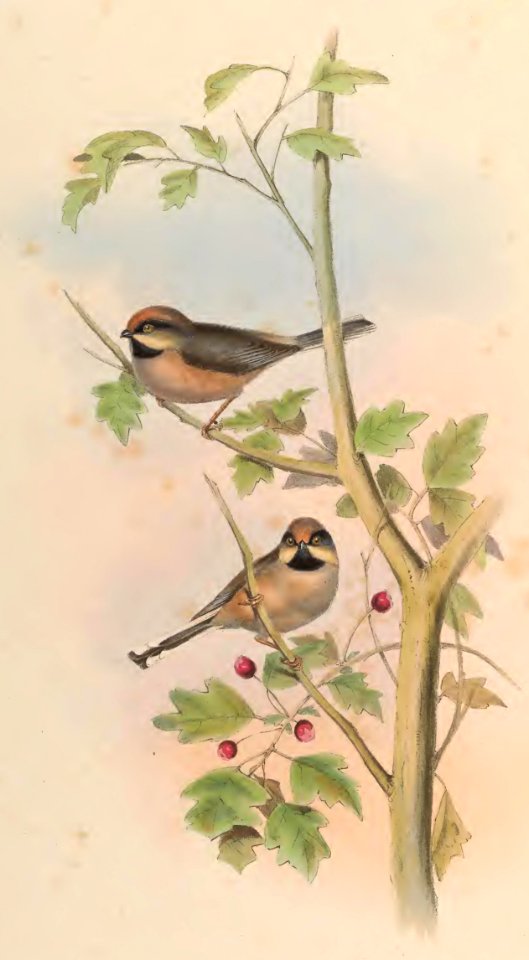 2 66 Afghan Tit
