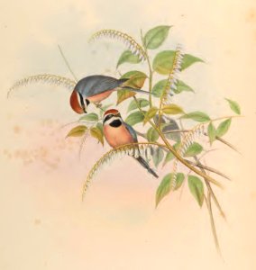 2 64 Red-headed Tit