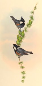 2 61 Black-crested Tit