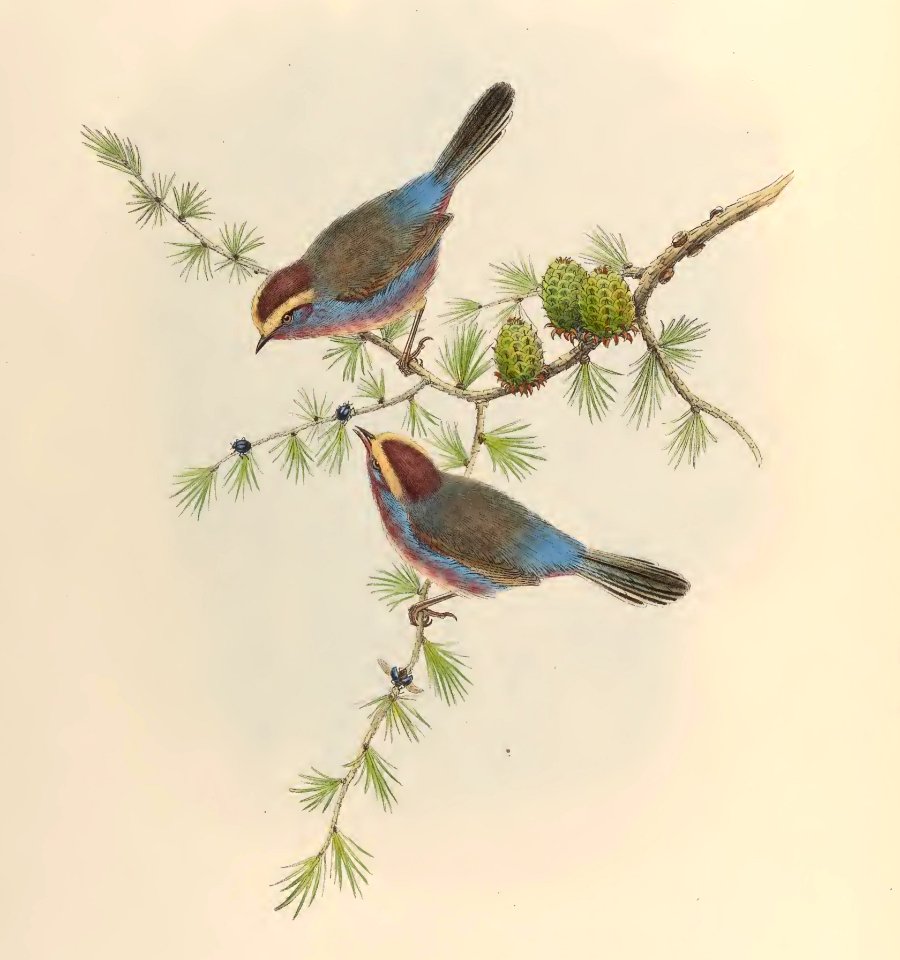 2 62 Yarkand Tit