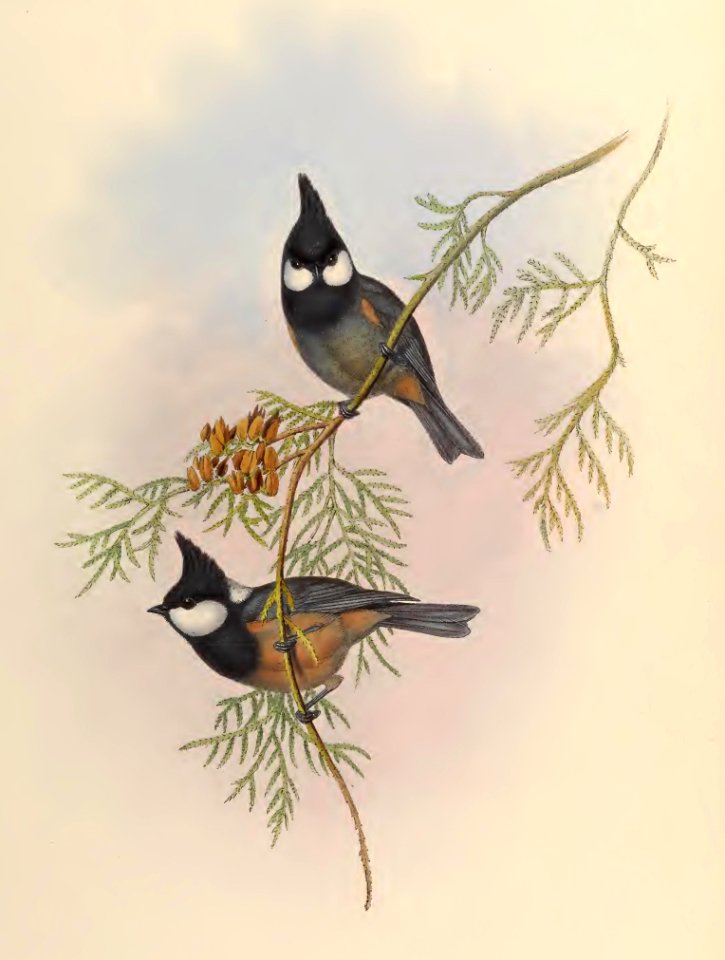 2 59 Rufous-bellied Tit