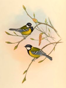 2 57 Mountain Tit