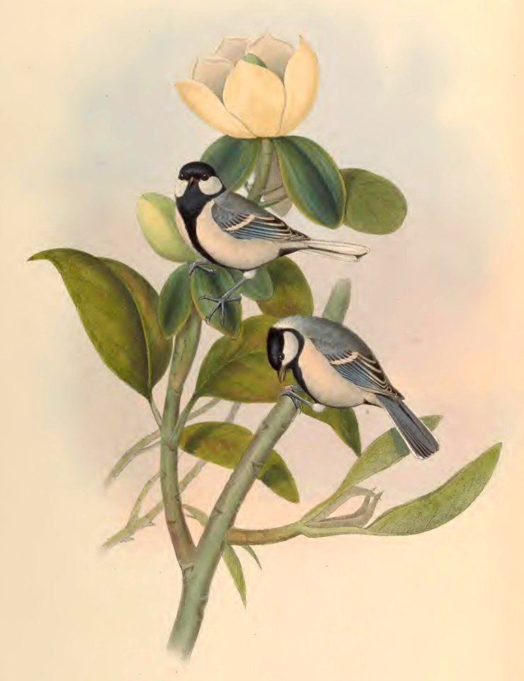 2 55 Ash-coloured Tit