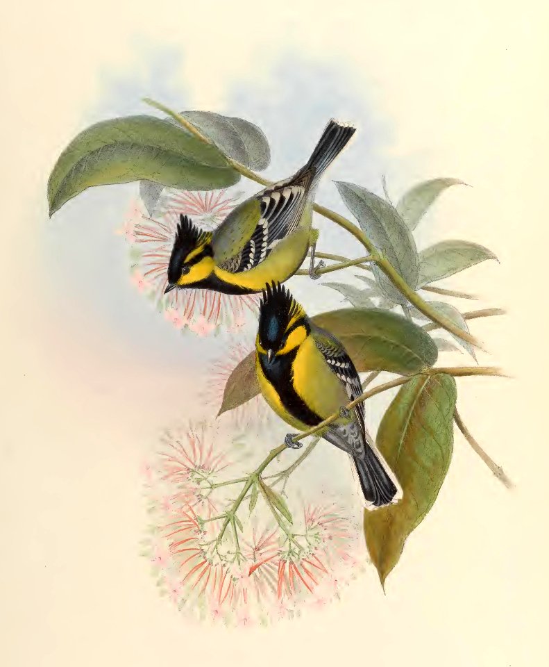 2 54 Jerdon's Tit