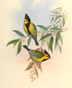 2 52 Yellow-cheeked Tit