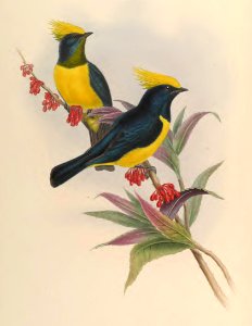 2 51 Sultan Tit