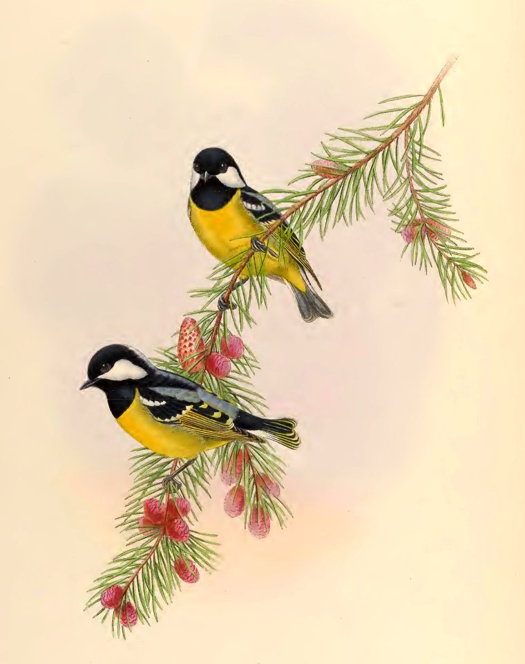 2 48 White-naped Tit