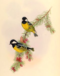 2 48 White-naped Tit