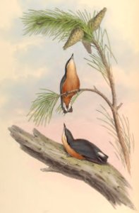 2 47 Himalayan Nuthatch