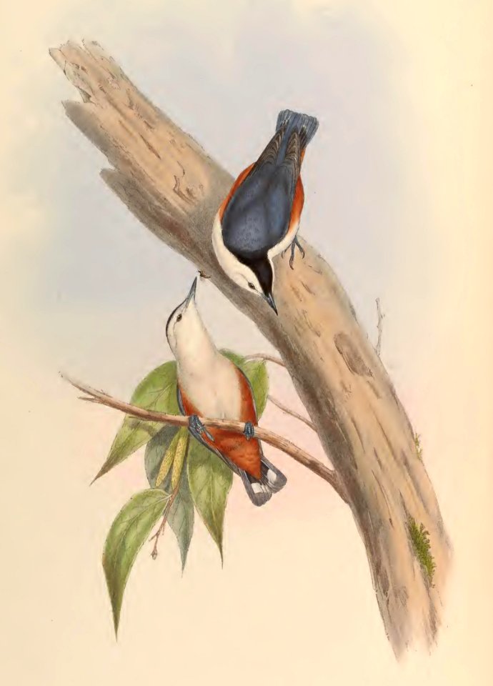 2 46 White-faced Nuthatch