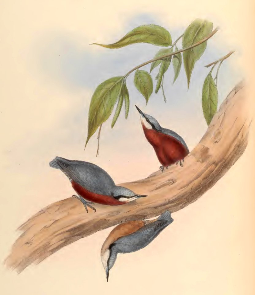 2 45 Chestnut-bellied Nuthatch