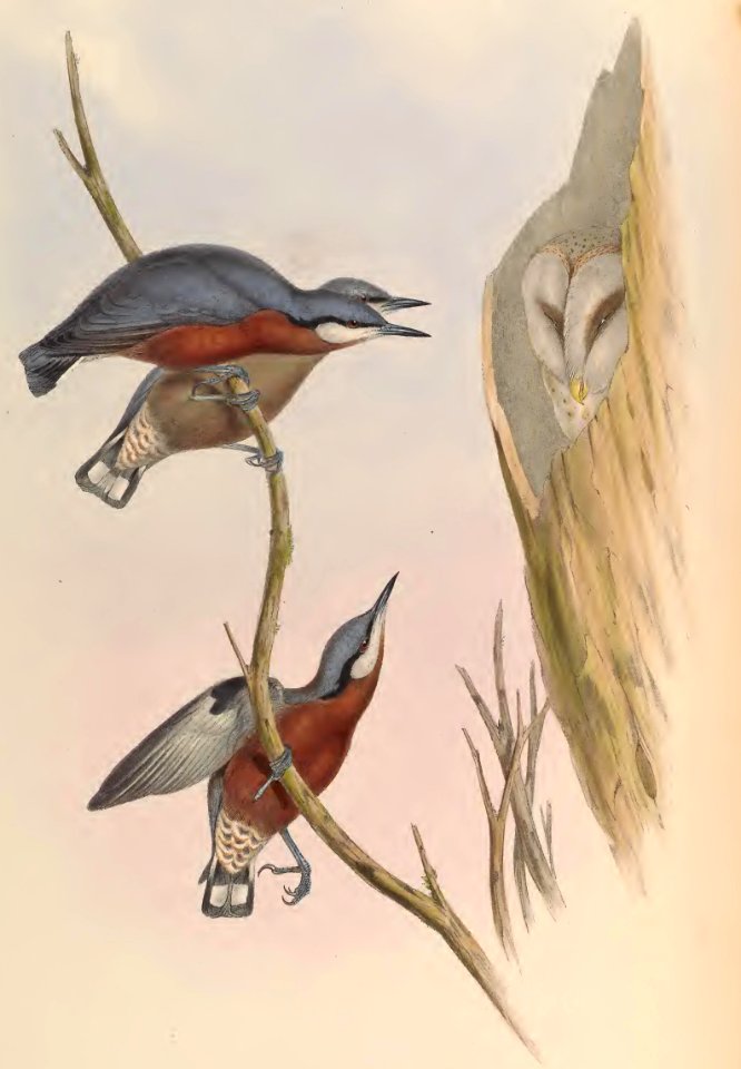2 44 Cinnamon-bellied Nuthatch