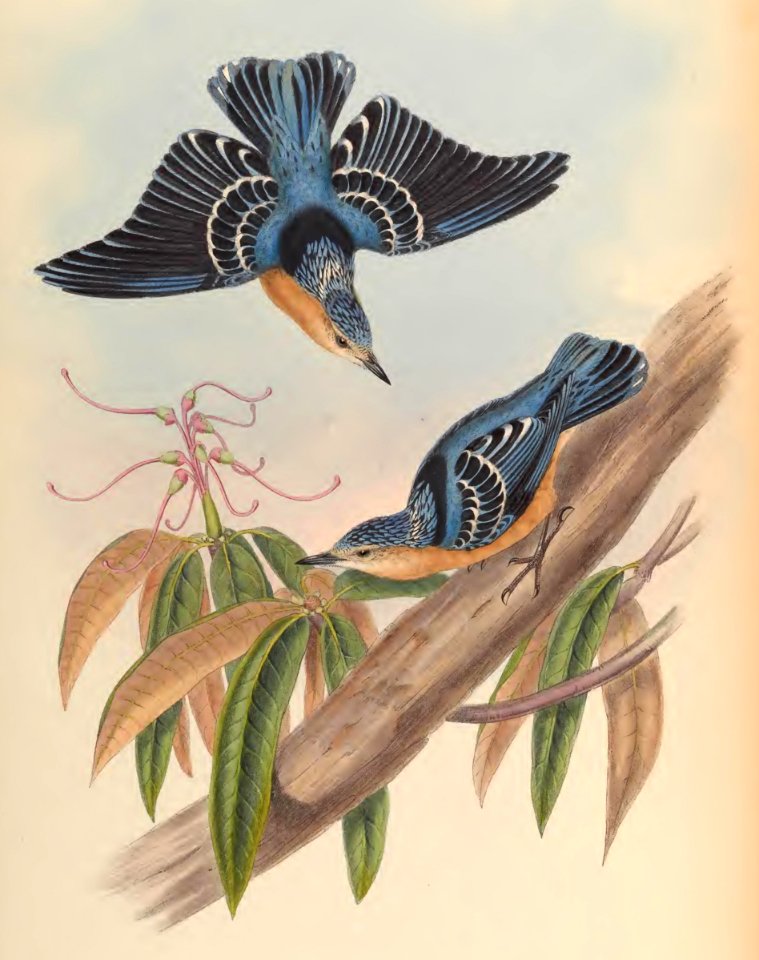 2 43 Beautiful Nuthatch