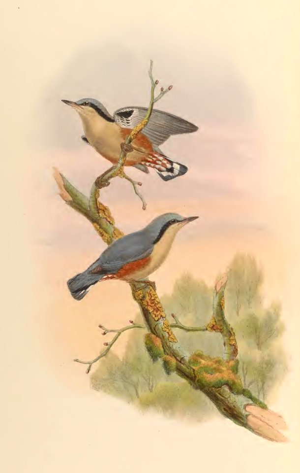 2 42 Naga Nuthatch