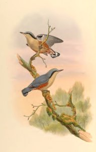 2 42 Naga Nuthatch