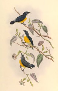 2 41 Legge's Flower-pecker
