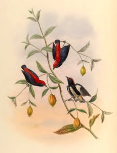 2 39 Fryer's Dicaeum