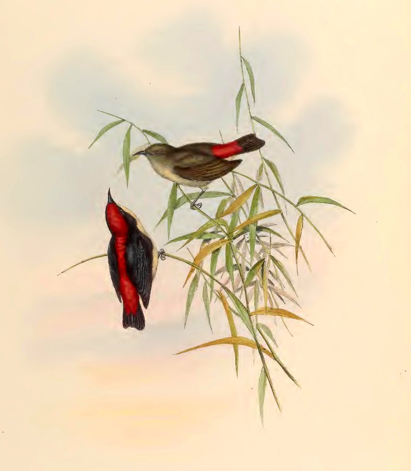 2 38 Red-backed Dicaeum
