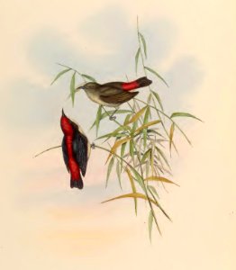 2 38 Red-backed Dicaeum