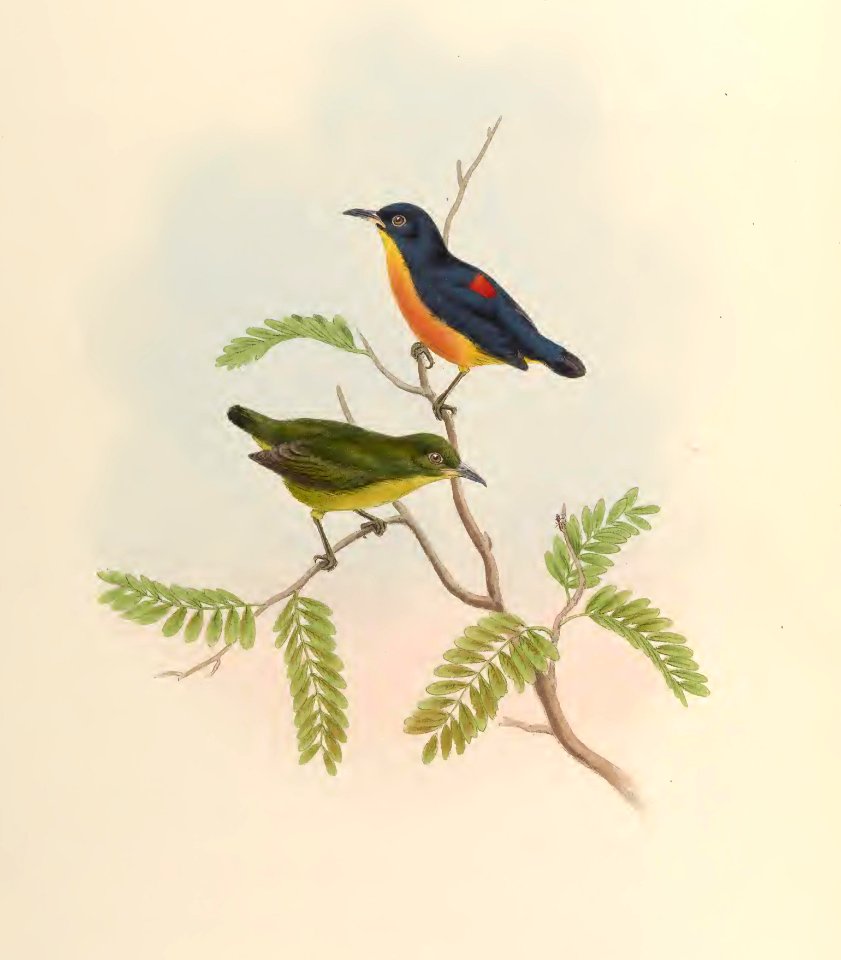 2 37 Yellow-throated Dicaeum