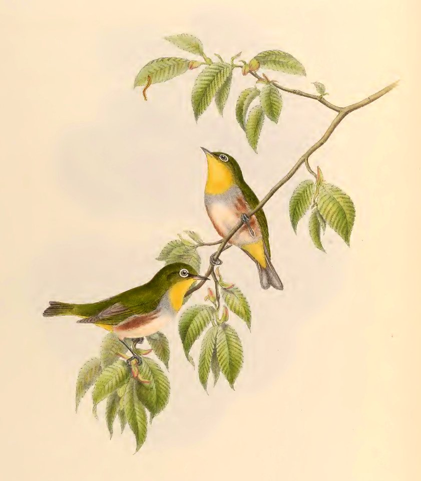 2 35 Chestnut-sided Zosterops