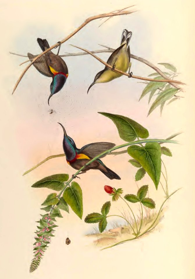 2 33 Loten's Sun-Bird