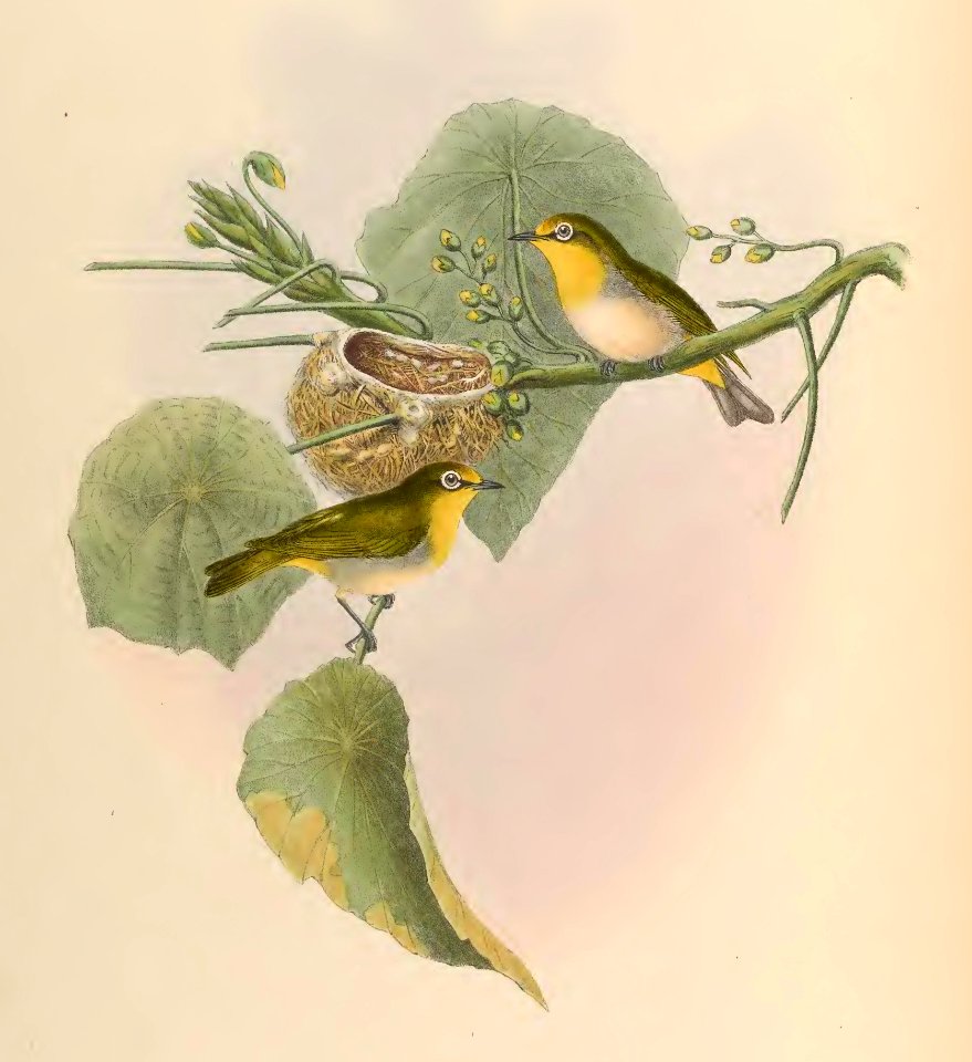 2 34 Plain Zosterops