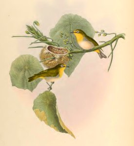 2 34 Plain Zosterops