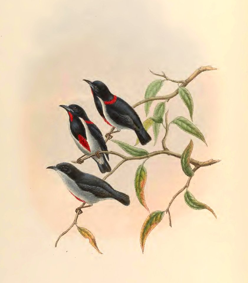 2 36 Red-collared Dicaeum