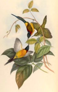 2 31 Nepaulese Sun-Bird