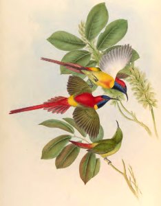 2 28 Fiery-tailed Sun-Bird