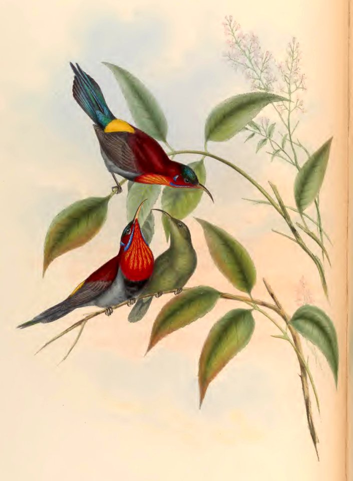 2 30 Vigors Sun-Bird