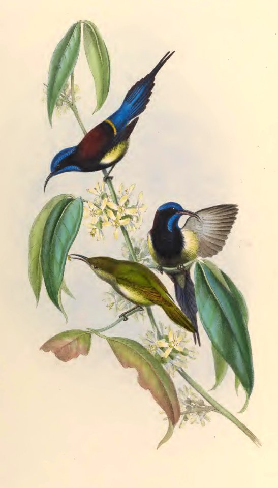 2 27 Black-breasted Sun-bird