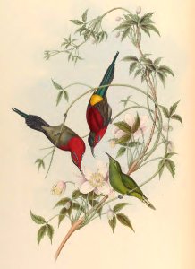 2 29 Goulpourah Sun-Bird