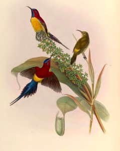 2 26 Mrs. Gould's Sun-bird