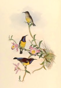 2 24 Ceylonese Sun-bird