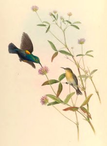 2 23 Jericho Sun-bird