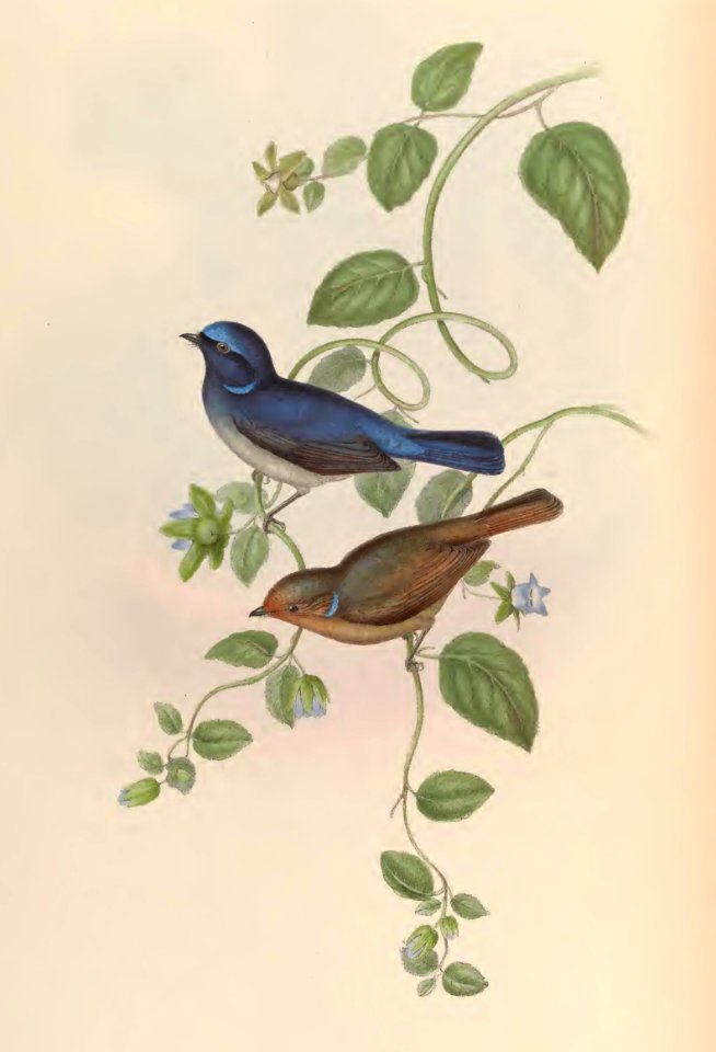 2 22 MacGregor's Niltava