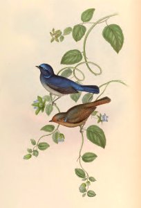 2 22 MacGregor's Niltava
