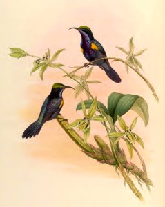 2 25 Penang Sun-bird