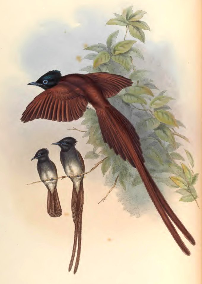 2 19 Ince's Paradise Flycatcher