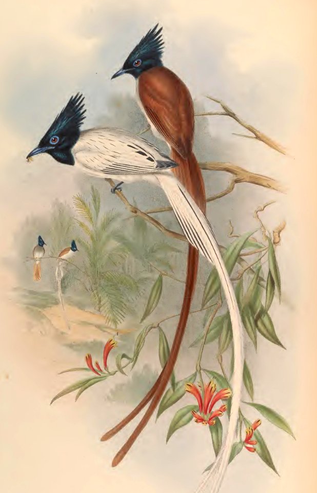 2 18 Paradise Flycatcher