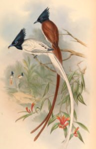 2 18 Paradise Flycatcher