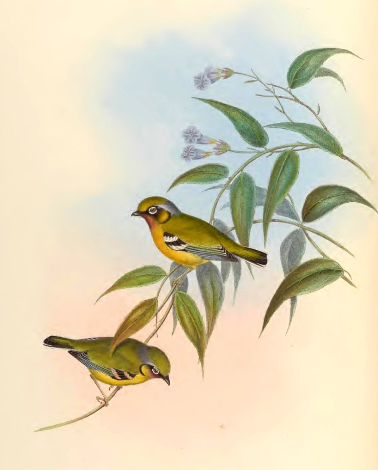 2 16 Black-eared Allotrius