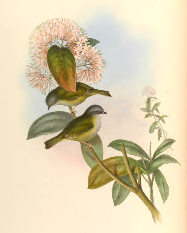 2 17 Yellow-green Allotrius