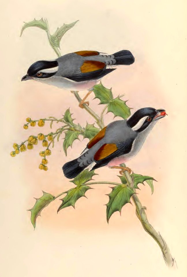 2 13 Grey-breasted Pterutliius
