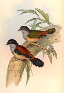 2 15 Rufous-bellied Pteruthius