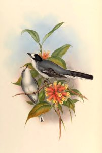 2 11 Grey Pericrocotus