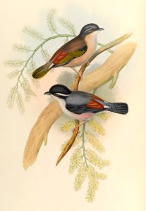 2 14 Himalayan Pteruthius